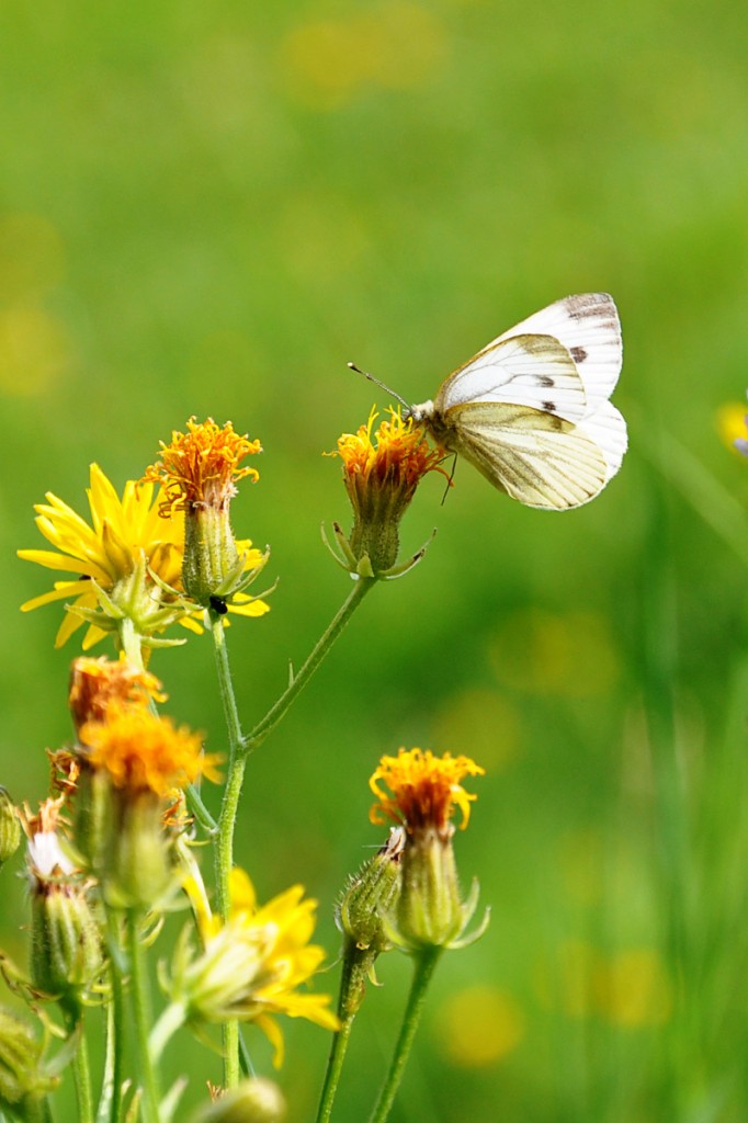 Ein Schmetterling, der mir im Urlaub ins Bild geflattert ist