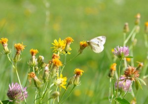 Schmetterling auf Blumenwiese