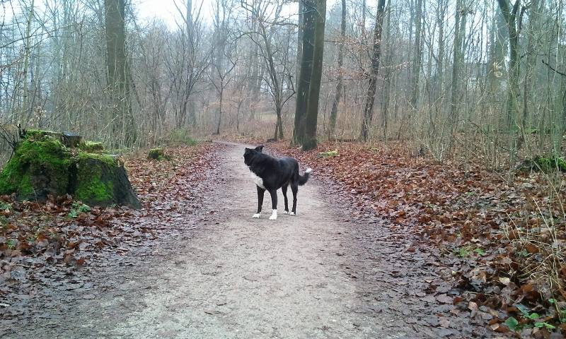 Border Collie im Winterwald